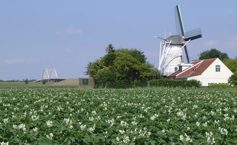 Potato field in bloom of Bijl Aardappelen BV , Sint-Annaland in the Netherlands (Courtesy: Pinterest) Potato field in bloom of Bijl Aardappelen BV , Sint-Annaland in the Netherlands (Courtesy: Pinterest)