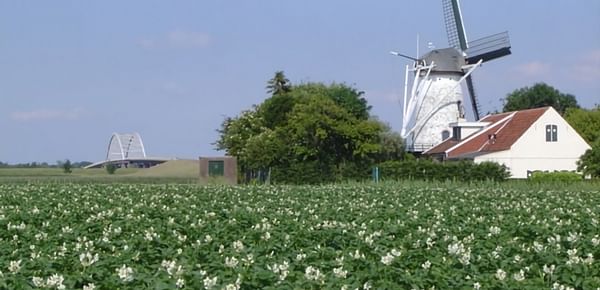 Potato field in bloom in the Netherland, with windmill in the background