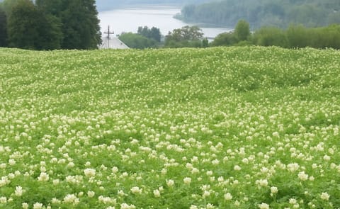 Potatoes New Brunswick: 'crop is looking extremely good right now' Potatoes New Brunswick: 'crop is looking extremely good right now'