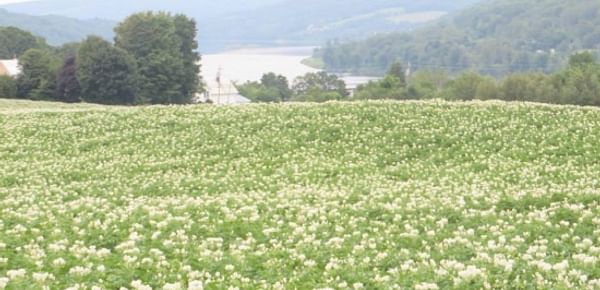 Potato Field in Carleton County New Brunswick in July 2014 (Courtesy: Potatoes New Brunswick)