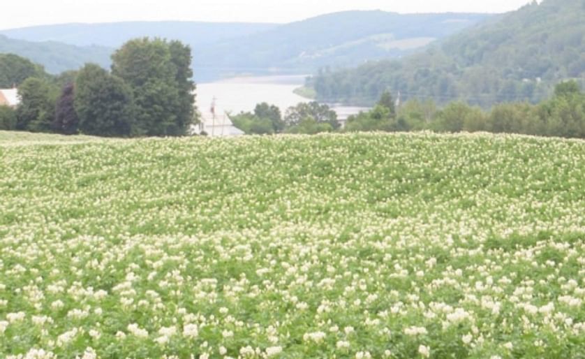 Potatoes New Brunswick: 'crop is looking extremely good right now'