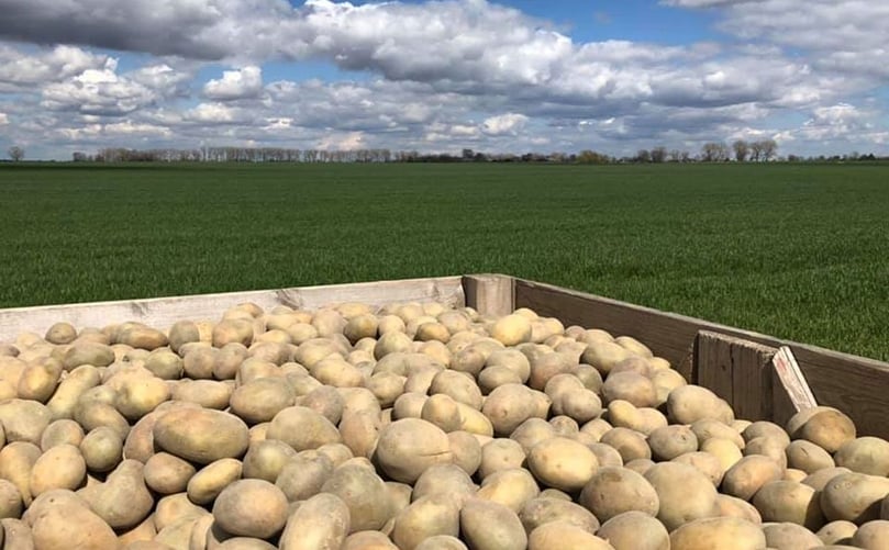 Potato field Chernigiv region Desna Potato field Chernigiv region Desna