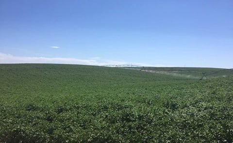 Potato Growers in the United States Asked To Watch For Tuber Moth As Harvest Approaches Potato Growers in the United States Asked To Watch For Tuber Moth As Harvest Approaches