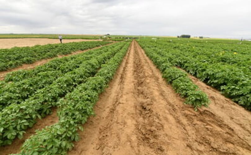 Faculty, students, and college leadership share research at the 2019 WSU Potato Field Day. The university seeks a new Endowed Chair to lead discovery in soil health benefiting potato crops. Faculty, students, and college leadership share research at the 2019 WSU Potato Field Day. The university seeks a new Endowed Chair to lead discovery in soil health benefiting potato crops.