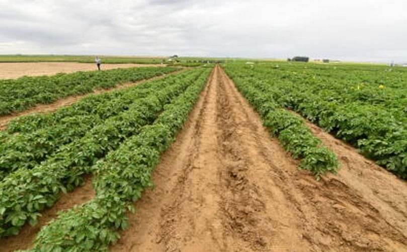 Faculty, students, and college leadership share research at the 2019 WSU Potato Field Day. The university seeks a new Endowed Chair to lead discovery in soil health benefiting potato crops.