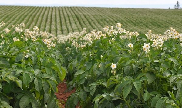 Hauts-de-France: more organic potato plots despite the limited market