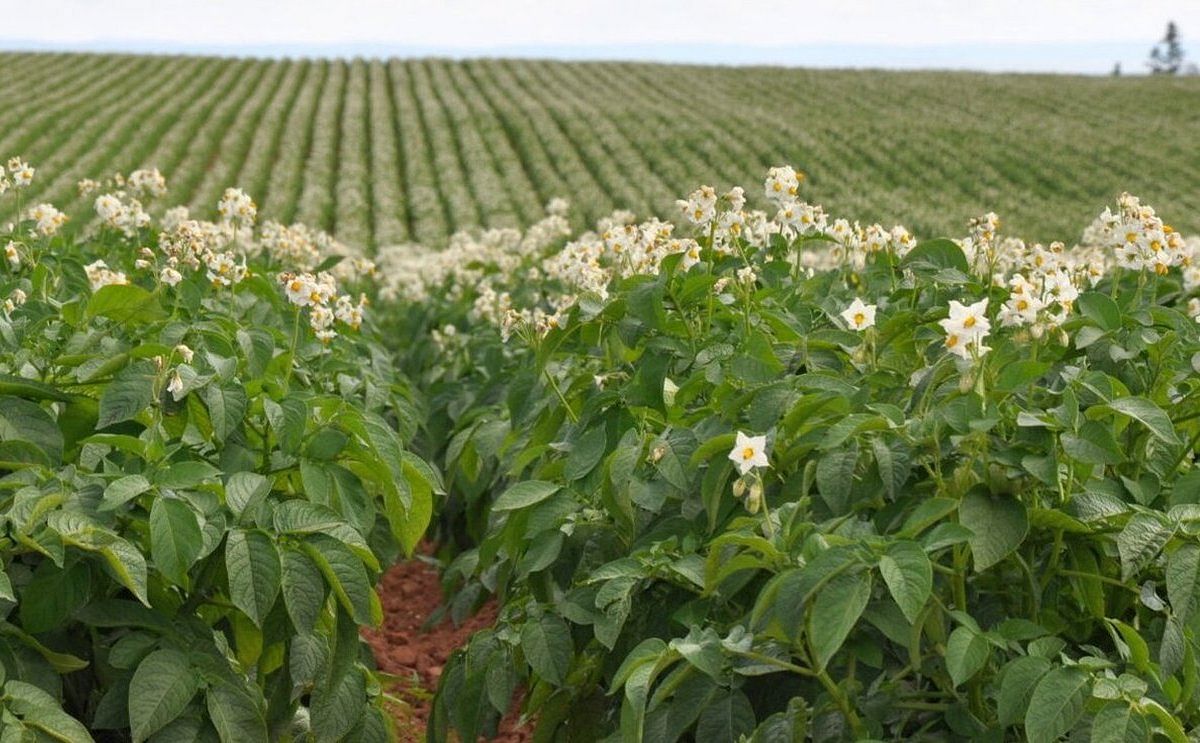 Hauts-de-France: more organic potato plots despite the limited market