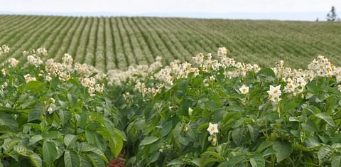 Hauts-de-France: more organic potato plots despite the limited market