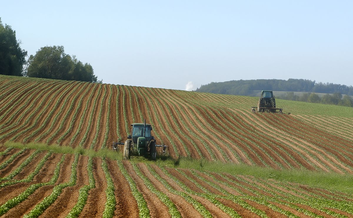 Maine Potato Board: Maine potato crop looking wonderful