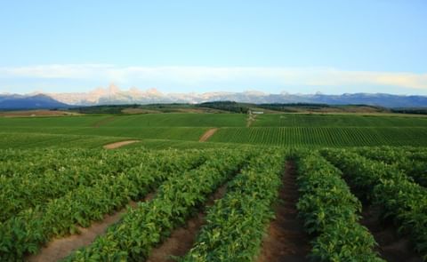 Potato fields in Idaho. Idaho is the US state producing the most potatoes, followed by Washington. Potato fields in Idaho. Idaho is the US state producing the most potatoes, followed by Washington.