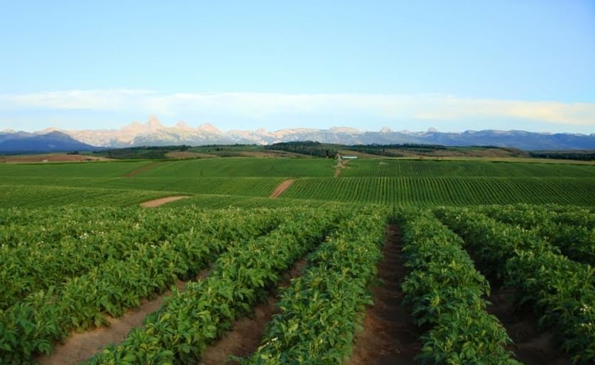 Potato fields in Idaho. Idaho is the US state producing the most potatoes, followed by Washington.