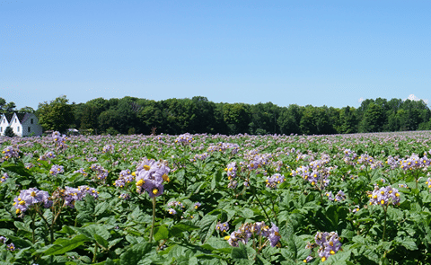 Potato Field in Bloom on Prince Edward Island, August 2015 (PotatoPro) Potato Field in Bloom on Prince Edward Island, August 2015 (PotatoPro)