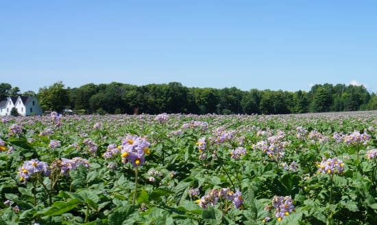 Potato Field in bloom on Prince Edward Island, August 2015 Potato Field in bloom on Prince Edward Island, August 2015