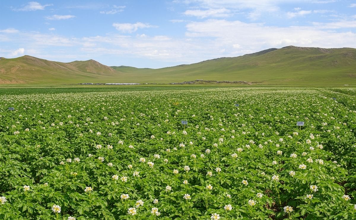 Potato Field in Mongolia (undated)