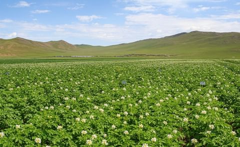 Potato Field in Mongolia (undated) Potato Field in Mongolia (undated)