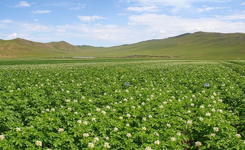 Potato Field in Mongolia (undated) Potato Field in Mongolia (undated)