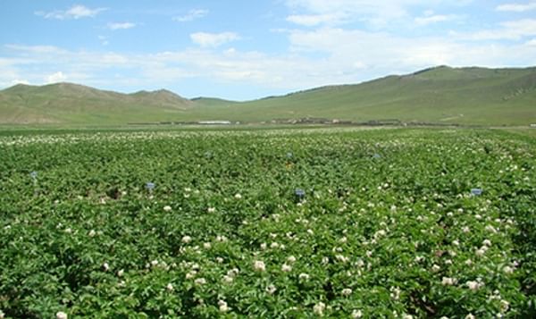 Potato Prices in Mongolia increase 21% in the last three weeks