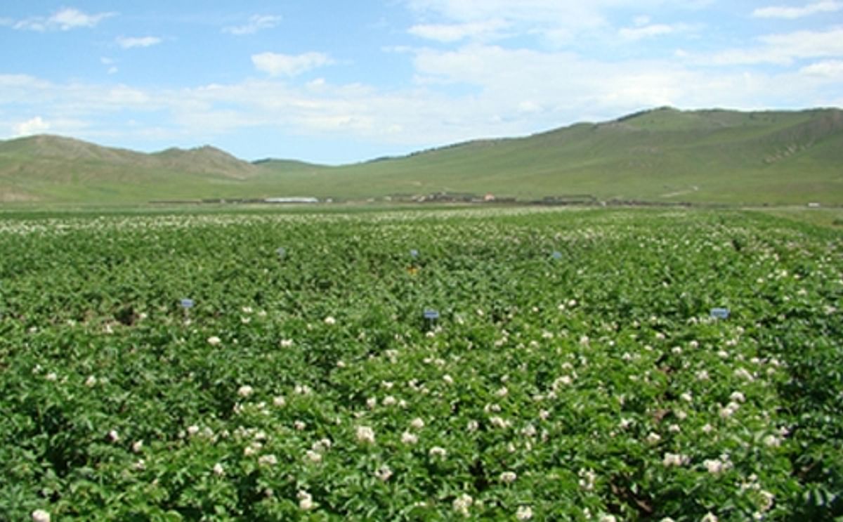 Potato field in Mongolia (Tuv province) Potato field in Mongolia (Tuv province)