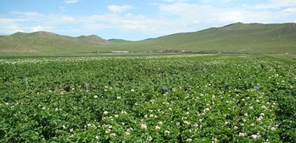 Potato field in Mongolia (Tuv province)