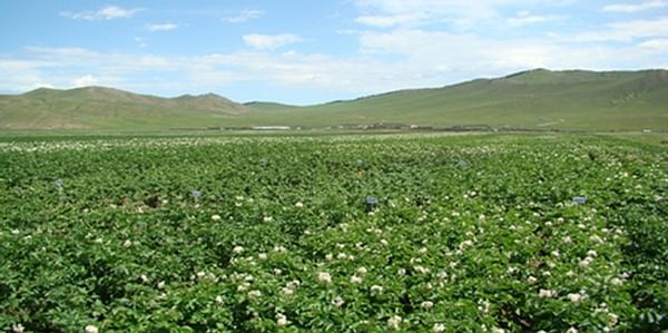 Potato field in Mongolia (Tuv province)