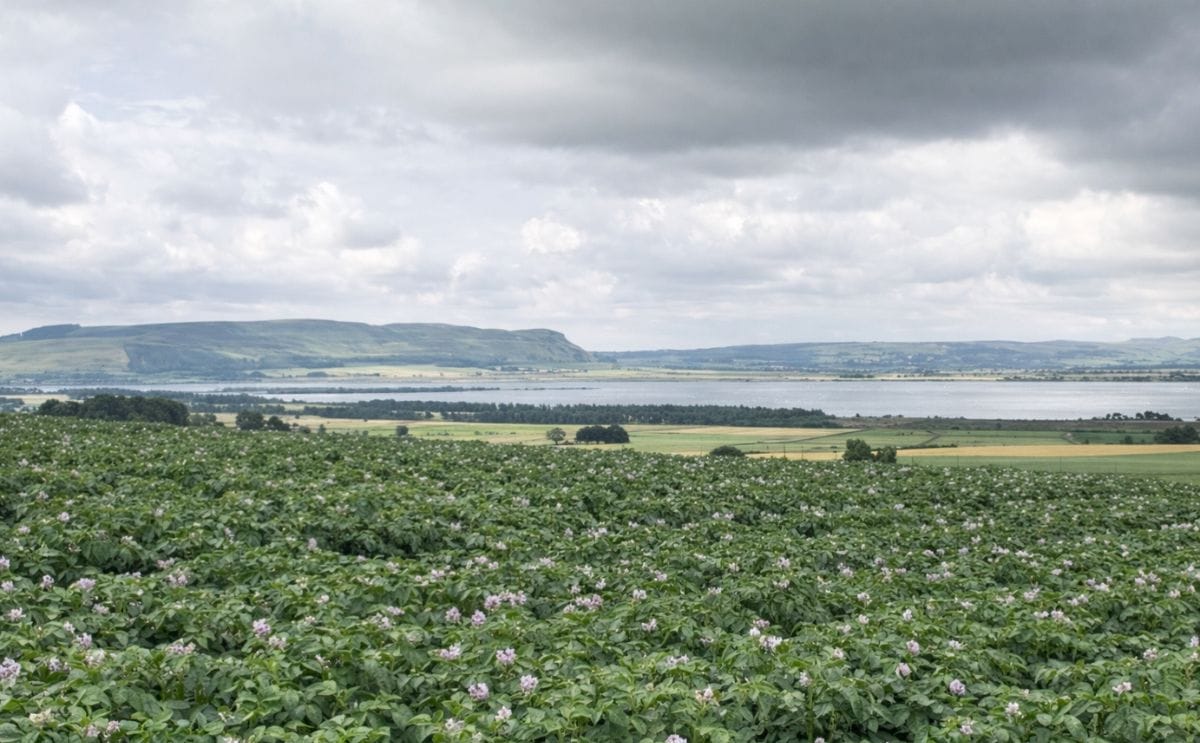 A potato field in Scotland (Courtesy: SASA)