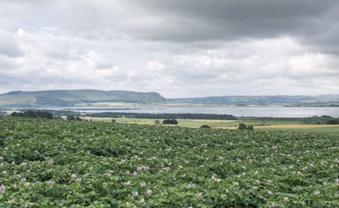A potato field in Scotland (Courtesy: SASA) A potato field in Scotland (Courtesy: SASA)