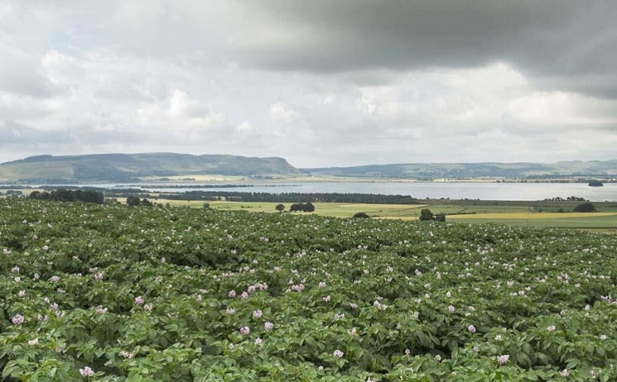 A potato field in Scotland (Courtesy: SASA)