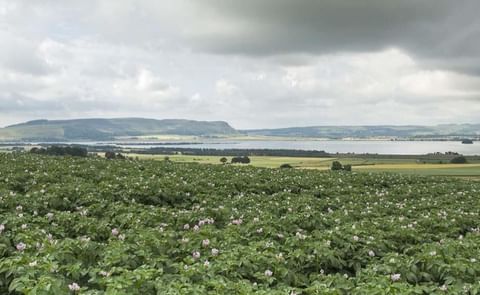 A potato field in Scotland (Courtesy: SASA) A potato field in Scotland (Courtesy: SASA)