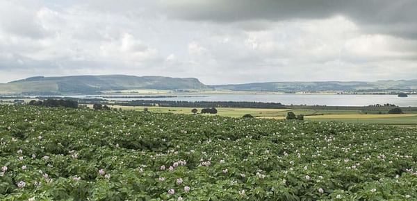 Searching a Scottish Potato Farm for Research an Demonstration