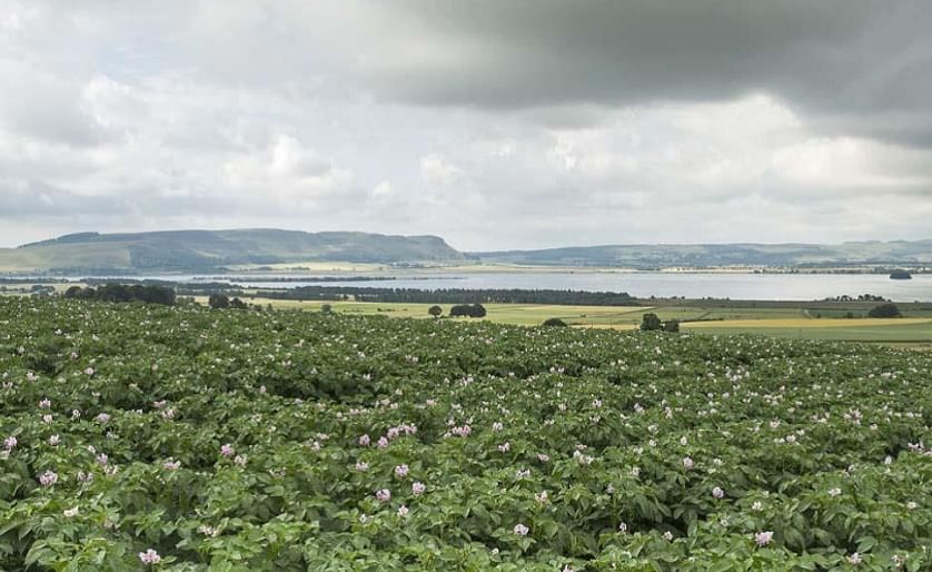 A potato field in Scotland (Courtesy: SASA)