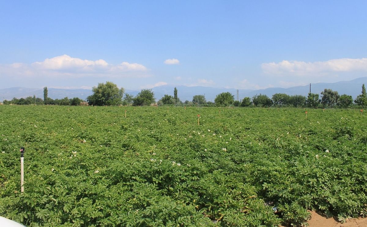 España: cae el consumo de patata fresca y se acentúa la dependencia del exterior España: cae el consumo de patata fresca y se acentúa la dependencia del exterior