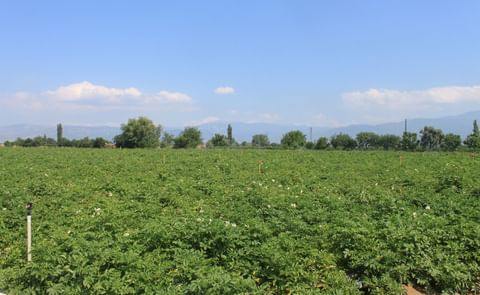 Potato Field Potato Field