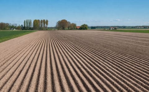 A look back at the history of the Jersey Royal potato A look back at the history of the Jersey Royal potato