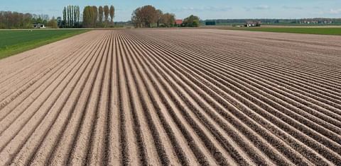 Despite current low prices, more potatoes planted in North-western Europe