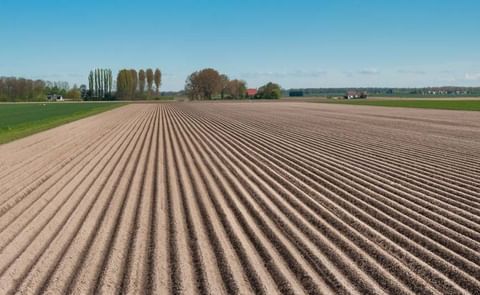 Recently planted potato field in the Netherlands. Recently planted potato field in the Netherlands.