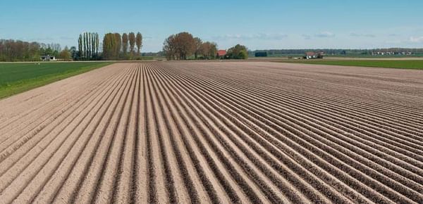 Despite current low prices, more potatoes planted in North-western Europe