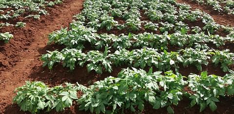 Three new seed potato varieties from the UK recommended for export to Kenya