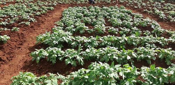 British seed potatoes show high yields in Kenyan trials
