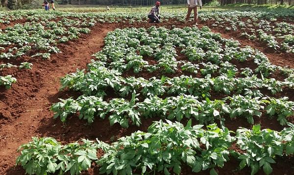 Scottish seed potato exporters set to increase tonnage to Brazil and Kenya