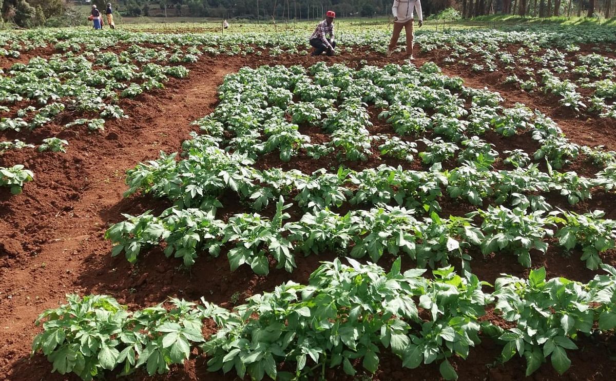 Seed potatoes from the United Kingdom growing in Kenya