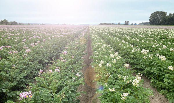 Extreme weather events (Heat and Drought Stress) pose a significant challenge to potato cultivation.