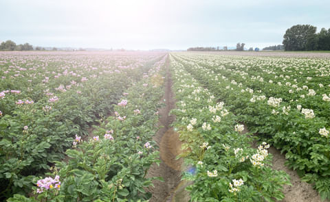 Potato field lence Potato field lence
