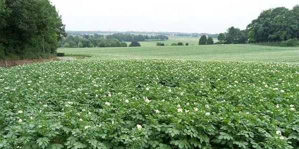 Potato field