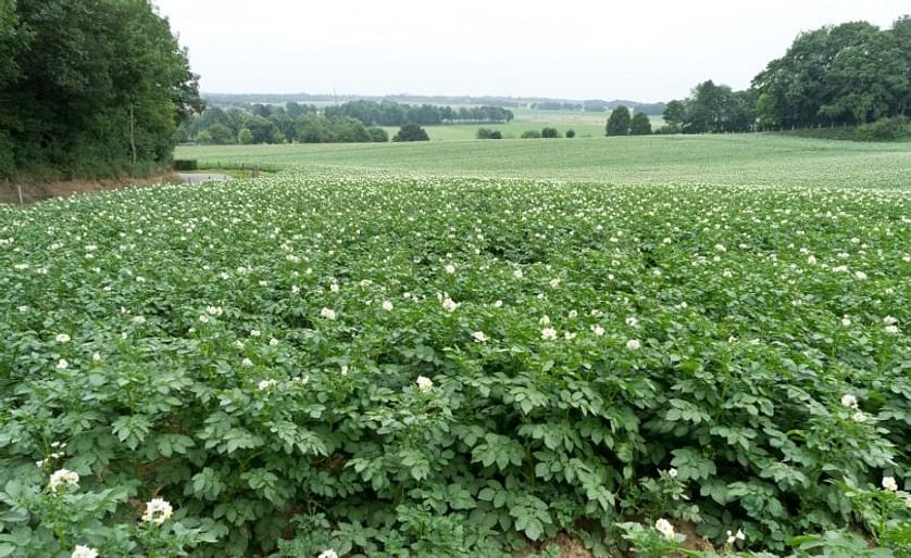 Potato field in the Netherlands