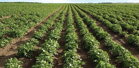 The Mitolo Group buys major parts of bankrupt Oakland Produce - Australia&#039;s largest fresh potato supplie