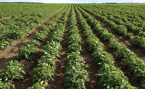 South Australian fresh produce company the Mitolo Group has taken control of all South Australian-owned farms of bankrupt Oakville Produce, as well as packaging businesses in Brisbane, Melbourne and Sydney - as of September 23. South Australian fresh produce company the Mitolo Group has taken control of all South Australian-owned farms of bankrupt Oakville Produce, as well as packaging businesses in Brisbane, Melbourne and Sydney - as of September 23.