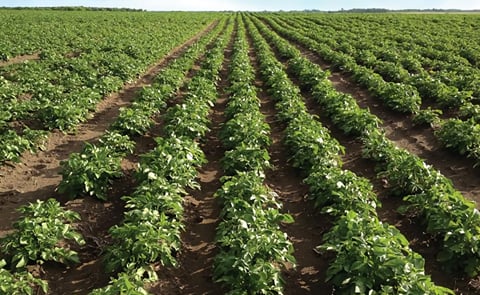 South Australian fresh produce company the Mitolo Group has taken control of all South Australian-owned farms of bankrupt Oakville Produce, as well as packaging businesses in Brisbane, Melbourne and Sydney - as of September 23. South Australian fresh produce company the Mitolo Group has taken control of all South Australian-owned farms of bankrupt Oakville Produce, as well as packaging businesses in Brisbane, Melbourne and Sydney - as of September 23.