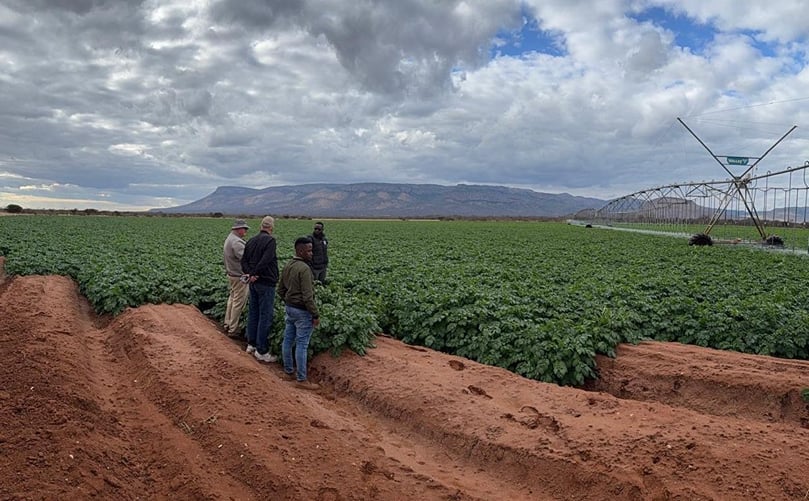 Dr. Peter VanderZaag and local farmers tour a lush potato field in South Africa during the Potatoes SA 2025 Innovation Symposium. Dr. Peter VanderZaag and local farmers tour a lush potato field in South Africa during the Potatoes SA 2025 Innovation Symposium.
