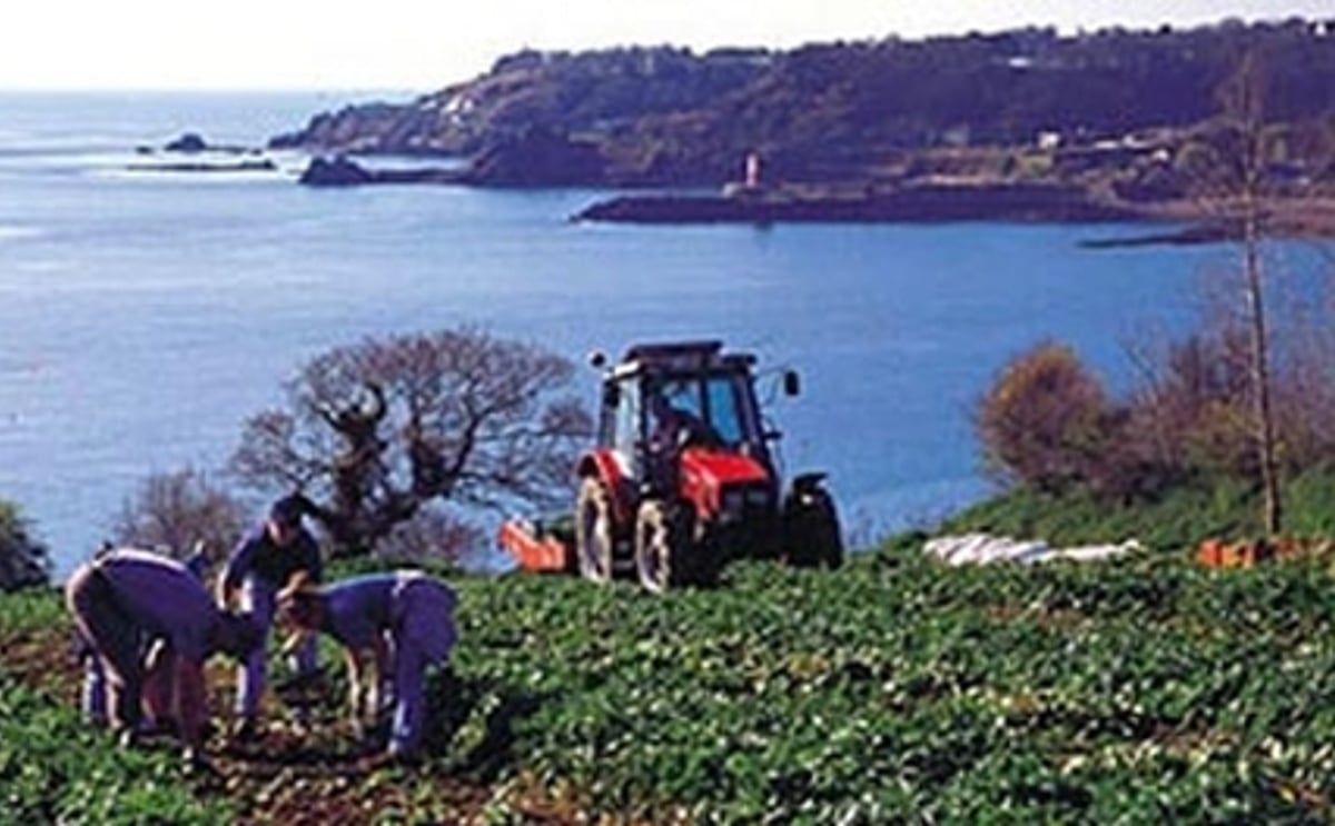 Potato field on Jersey Potato field on Jersey