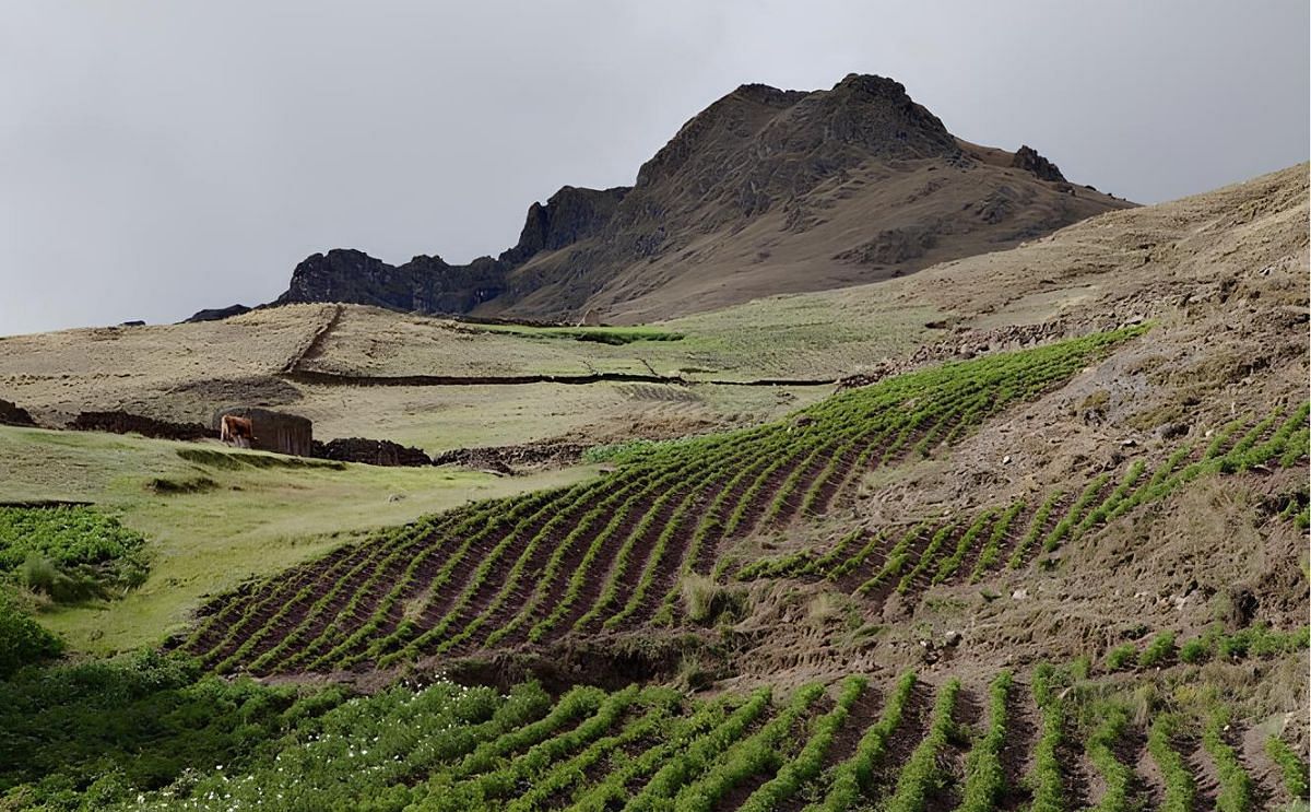 Perú: heladas en las sierras afectan producción Perú: heladas en las sierras afectan producción